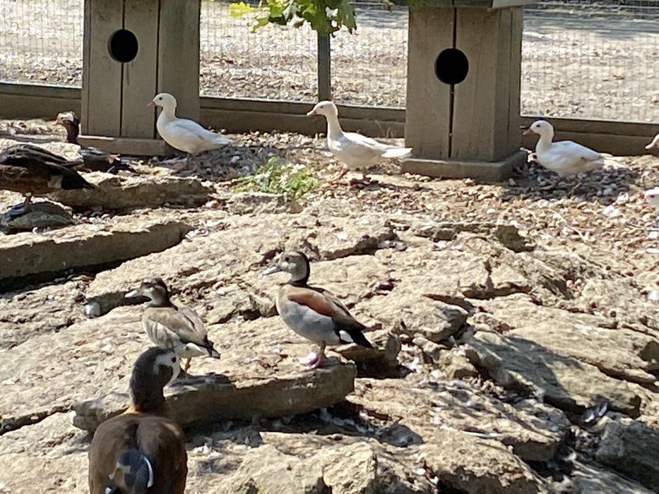 Cyraneczki czerwonoramienne kaczki ozdobne samce