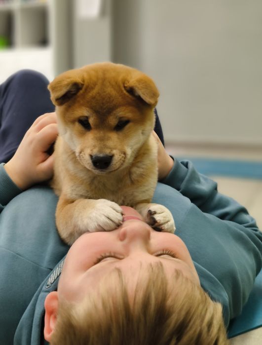 Shiba Inu śliczny piesk ZKwP/FCI