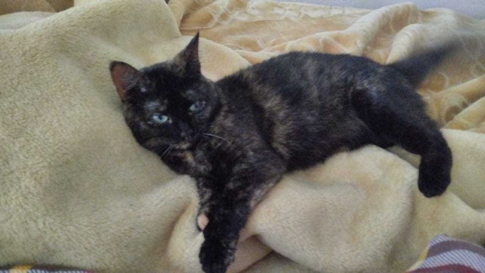 Віддам котика в гарні руки