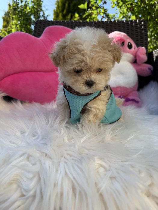 Маленькі міні дітки мальтипу