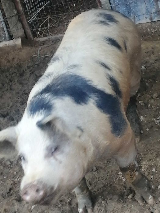 Vendo porco de cobriçao (inteiro)