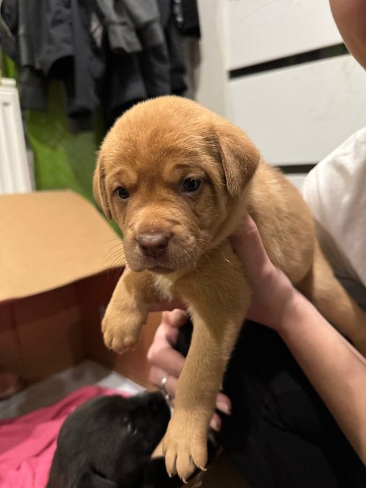 Отдам щенков бесплатно