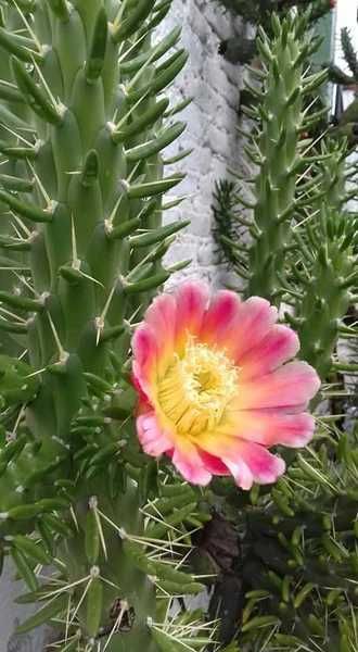 Planta interior e exterior muito fácil manutenção e fácil crescimento