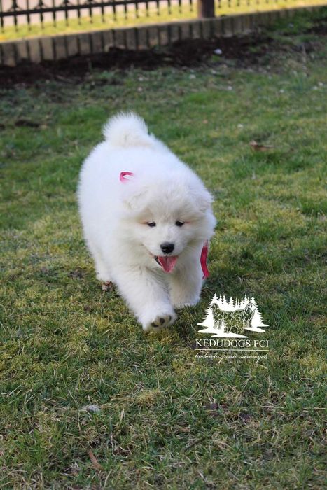 Piesek samoyed *FCI ZKwP* samojed gotowa do odbioru