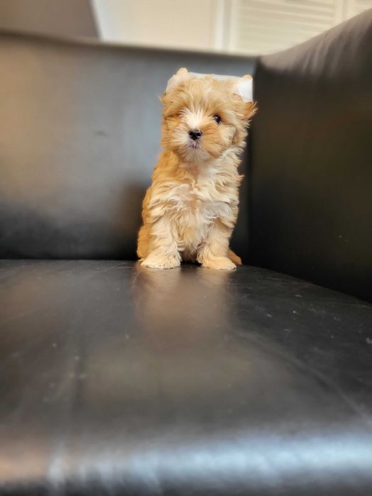 Yorkshire Terrier rezerwacja