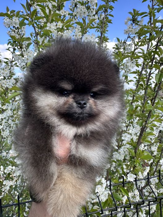 Szpic miniaturowy - Black&Tan - chłopak