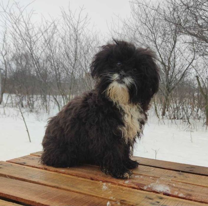 7 місячний песик Мальтіпу ф1 стандарт