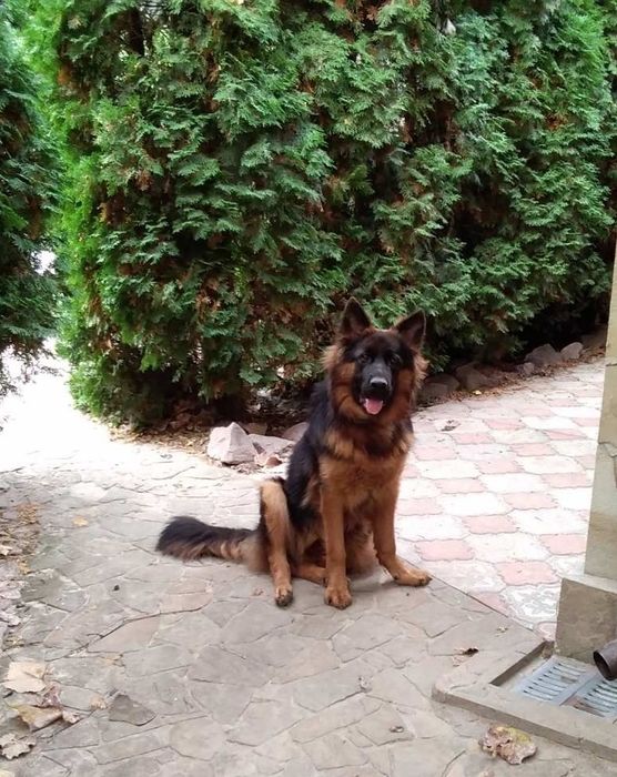 Німецька вівчарка puppies