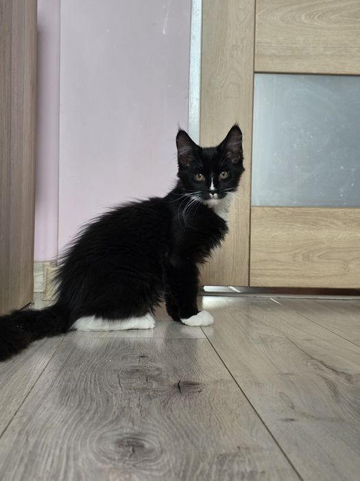 Kocur Maine Coon, FPL rodowód