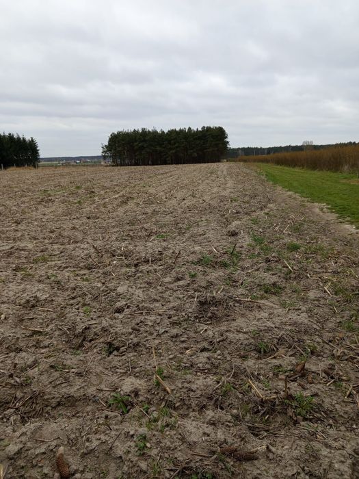 Działki budowlane - Dęby Szlacheckie