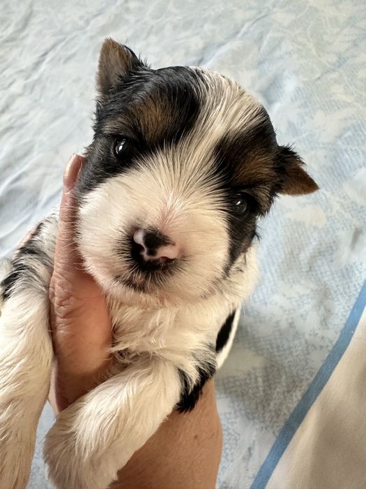 Yorkshire Terrier Biewer