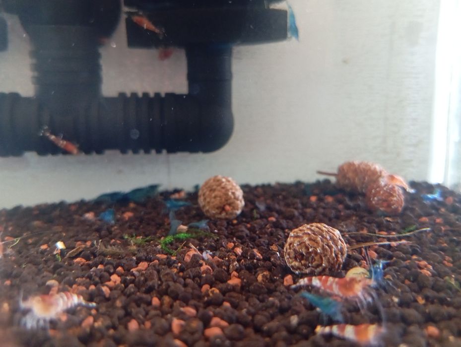 Caridinas Crystal Red