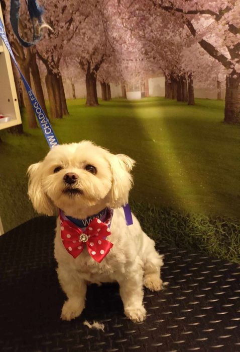 Strzyżenie psów 90 zl