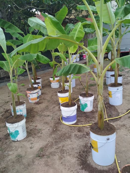 Bananeiras para venda