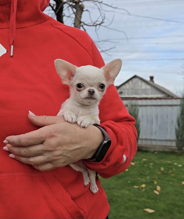 Чихуахуа. Лялькові красунчики.