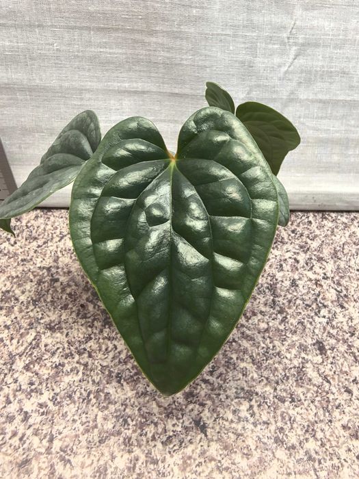 Anthurium luxurians egzotyczna roślina doniczkowa