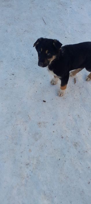 Цуценя німецької овчарки в гарні люблячі руки!!!