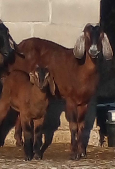 100 % ан козенята