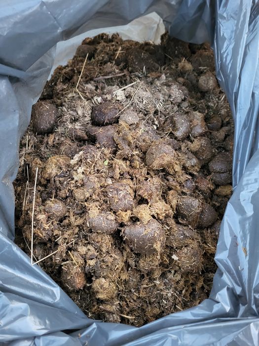 Obornik koński sprzedam