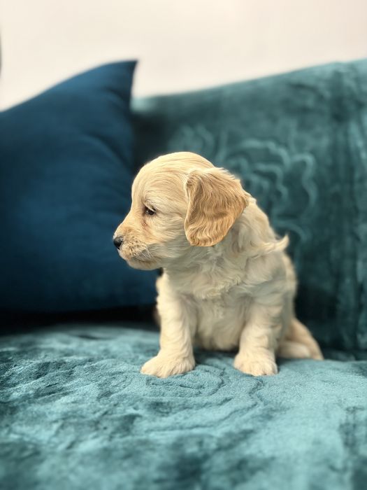 Uroczy szczeniak rasy maltipoo