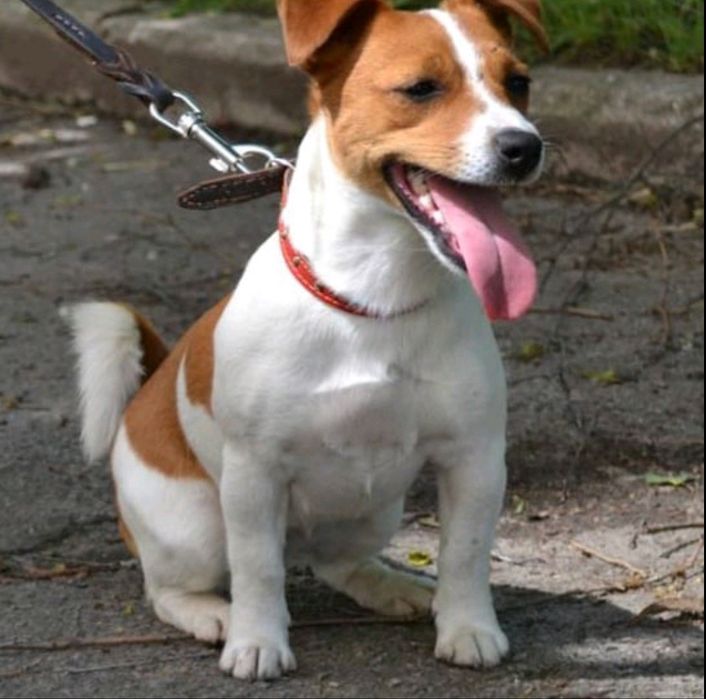 Девочки Джек Рассел терьера!