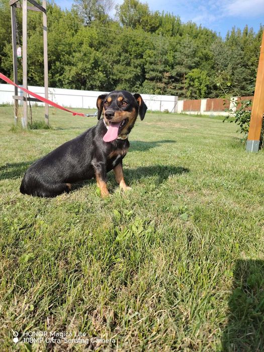 Myszka, 9 kg słodyczy  do kochania