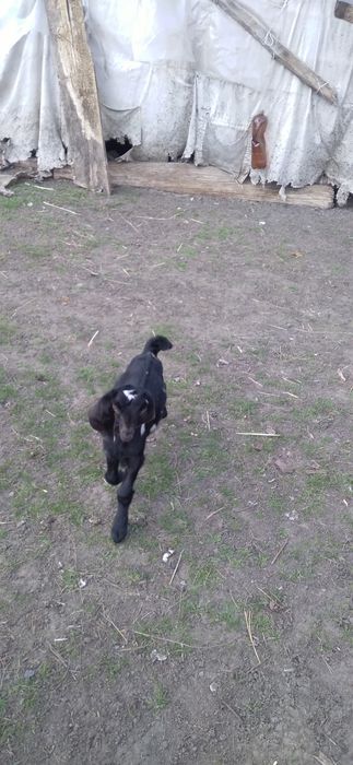 Продам козенят коморі нубійської породи