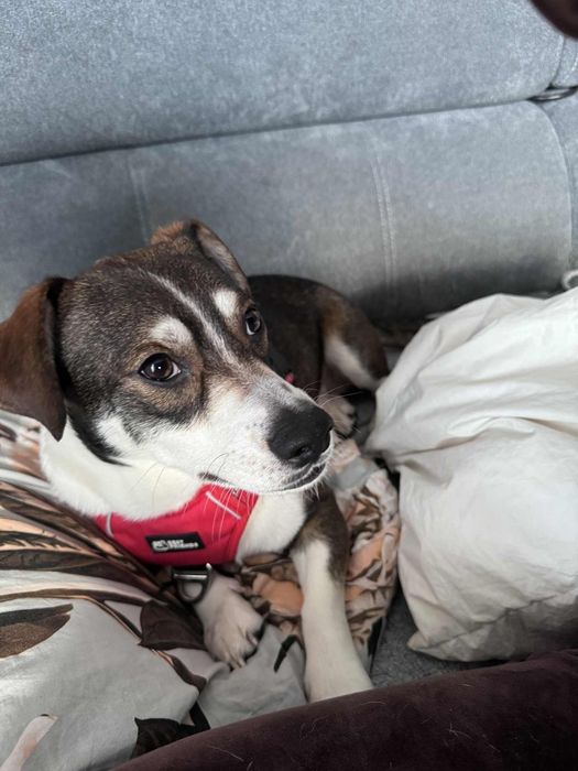 Karmelek poleca sie do adopcji