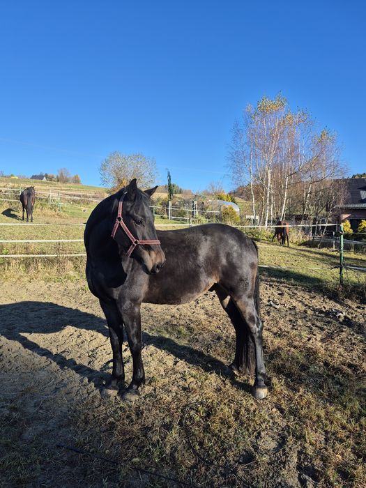 Wałach półfryzyjski