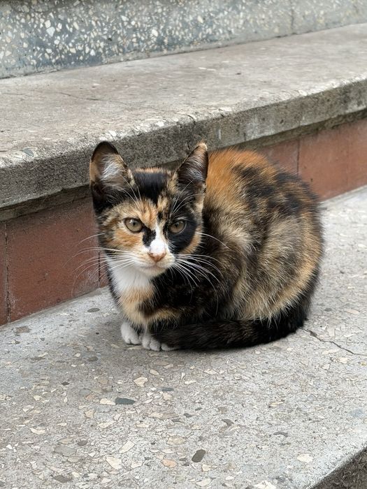 Віддам котиків у добрі руки