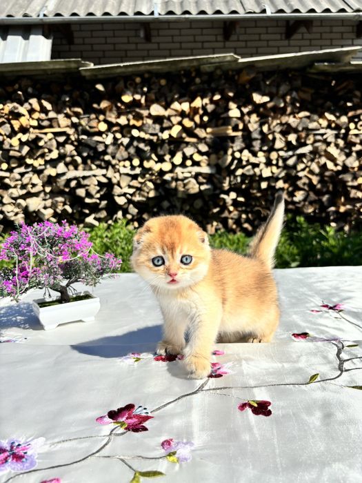 Чарівний малюк 1,5 місяців scottish fold