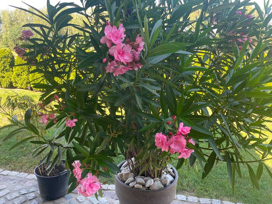 Oleander pełny różowy