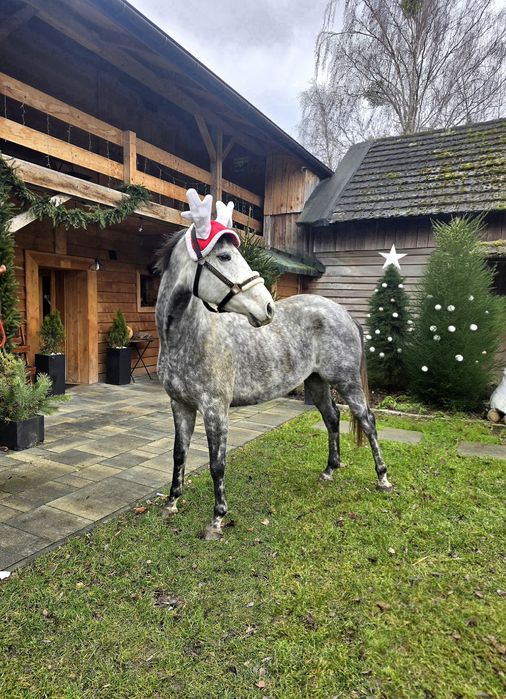 Wyprzedaż noworoczna  Atrakcyjna c**a przy sprawnej decyzji