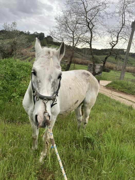Vendo cavalo cruzado.