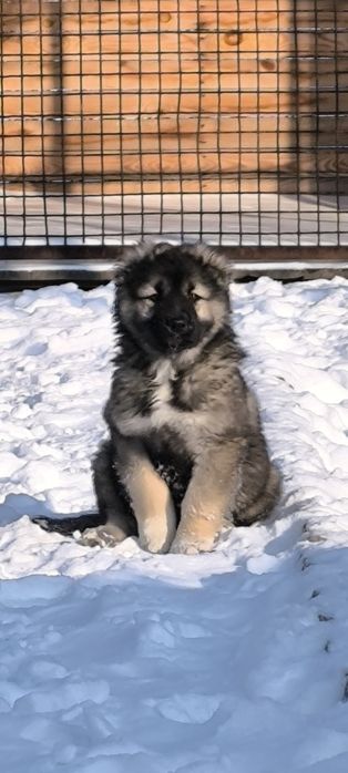 Кавказская овчарка