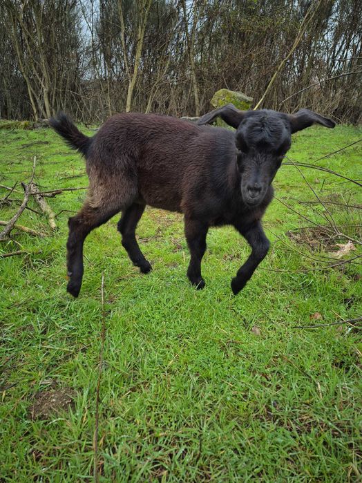 Cabrita com 4 meses raça Preta de Montesinho