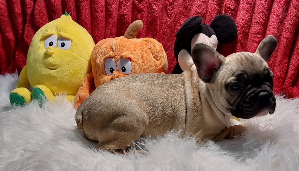 Bulldog francês bebé