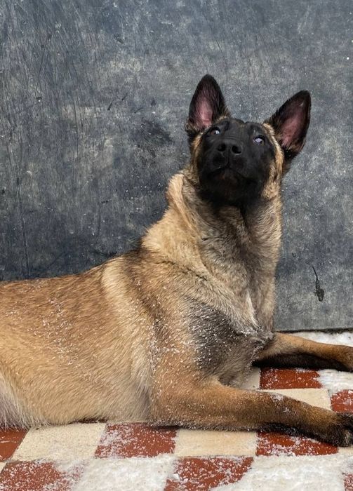 Більгійська вівчарка