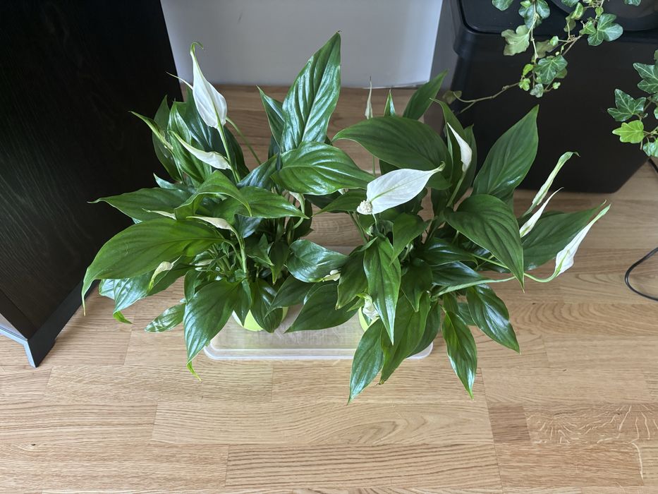Skrzydłokwiat (spathiphyllum)_duży