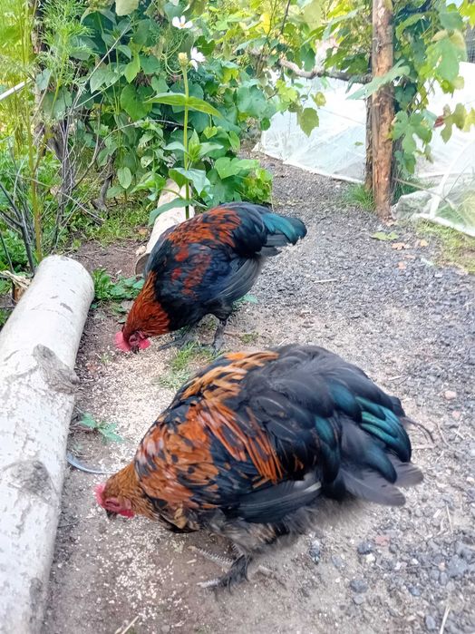 Koguty Marans Grahma