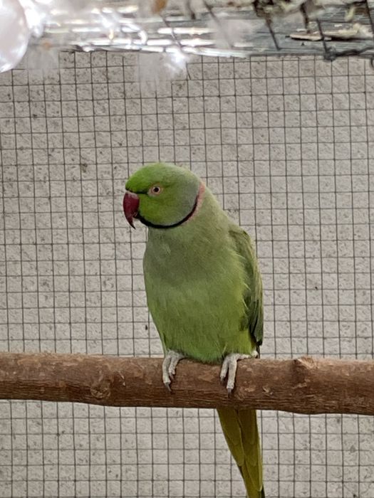 Casais de ring necks