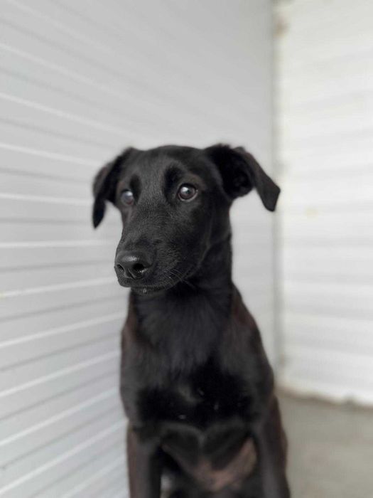 Bambi - Jovem para Adopção
