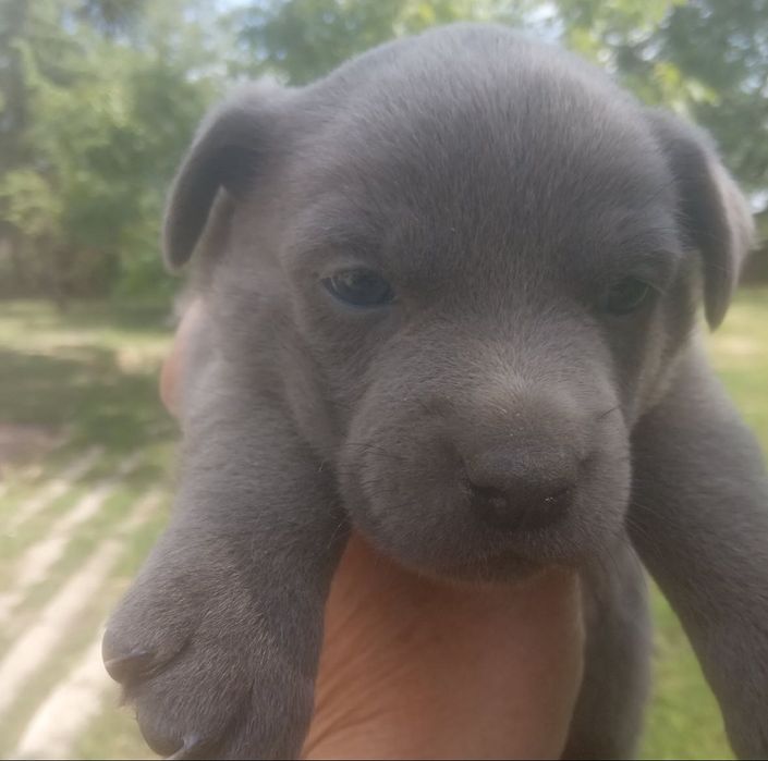 Цуценята досить гарненькі