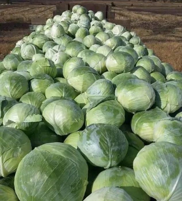 Насіння капусти Агрессор F1  2500шт Агрессор F1 Agressor F1