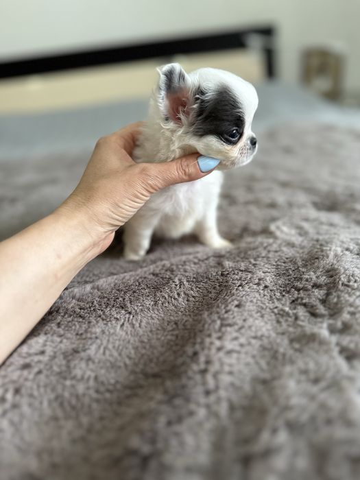Menino chihuahua pelo longo , mini