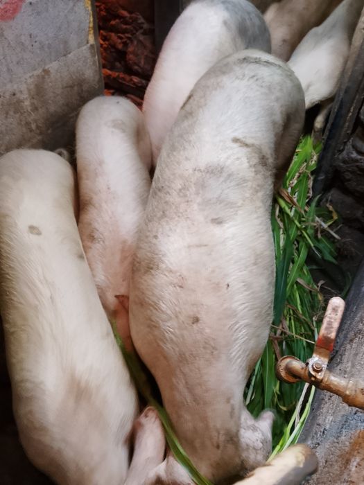 Vendo porcas boas para consumo ou parir