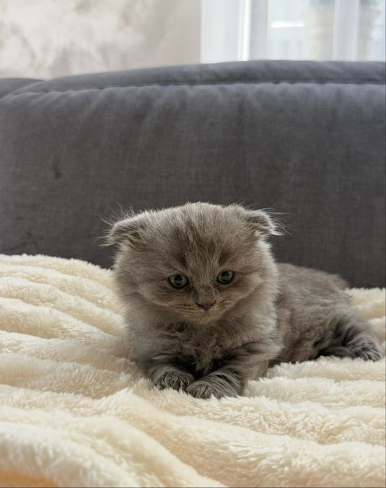 Шотланські котики