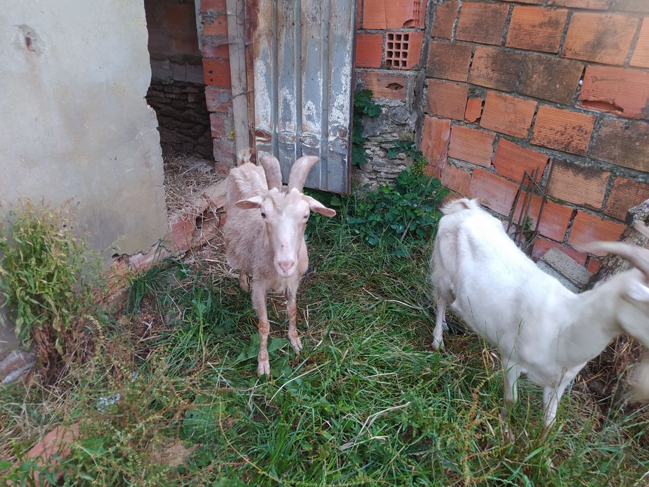 Vendo cabras possivelmente cheias