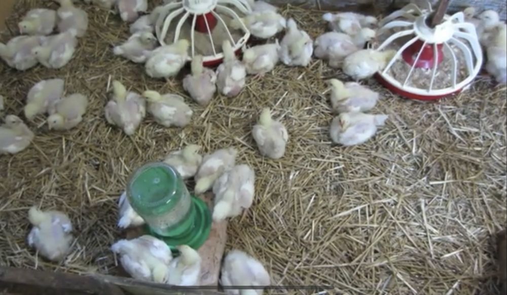 Бройлер підрощений КОББ-500 1,00-1,100