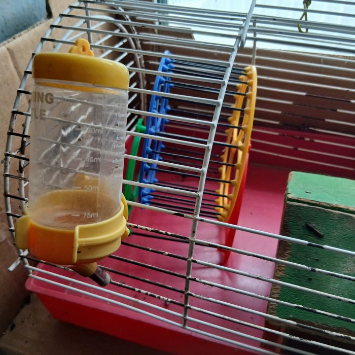 Кліточка для гризунів, жив хом'ячок.